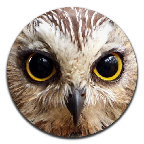 Owl Bird 25mm / 1 Inch D-pin Button Badge